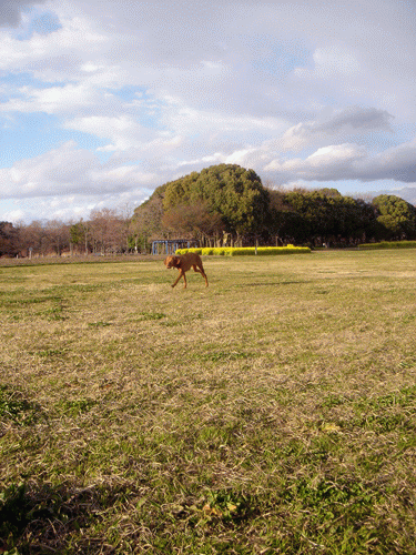 b0170152_2024642.gif