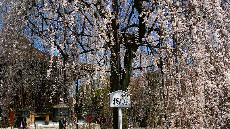 京の桜便り２００９ （西陣 千本釈迦堂の阿亀桜（枝垂桜） ）  (2009年04月03日)_c0119555_2131150.jpg