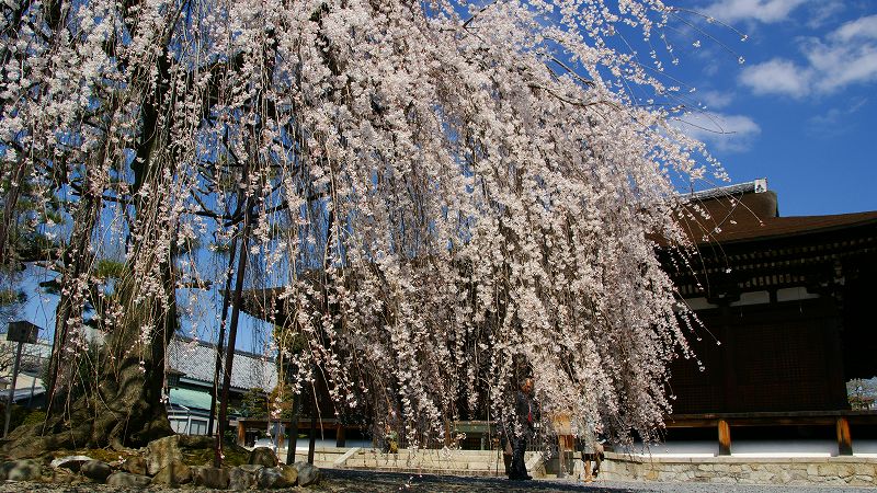 京の桜便り２００９ （西陣 千本釈迦堂の阿亀桜（枝垂桜） ）  (2009年04月03日)_c0119555_21315579.jpg