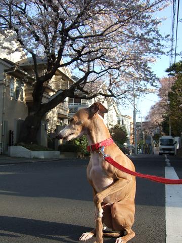 朝の桜と夜の桜_f0158862_19254051.jpg