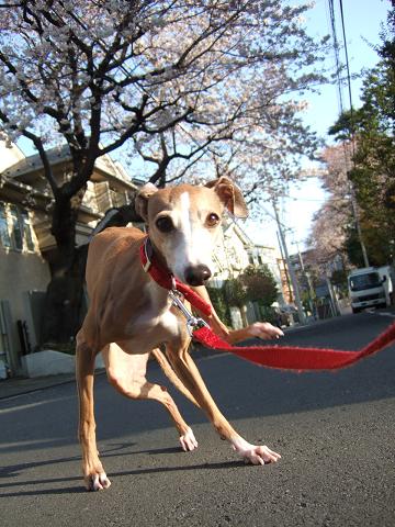 朝の桜と夜の桜_f0158862_1925440.jpg