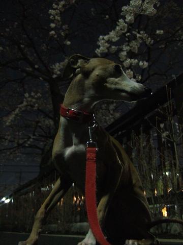 朝の桜と夜の桜_f0158862_19272334.jpg