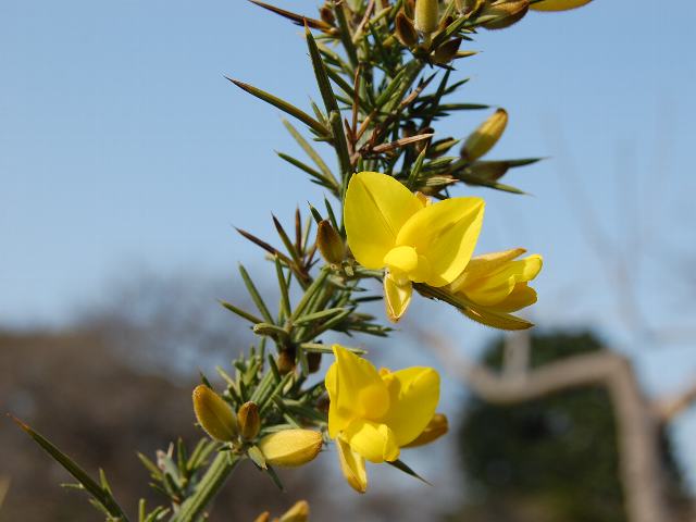 針金雀枝 ハリエニシダ 新 四季の花