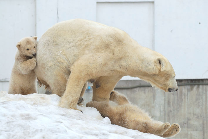 親子じゃれ シロクマツインズin円山動物園