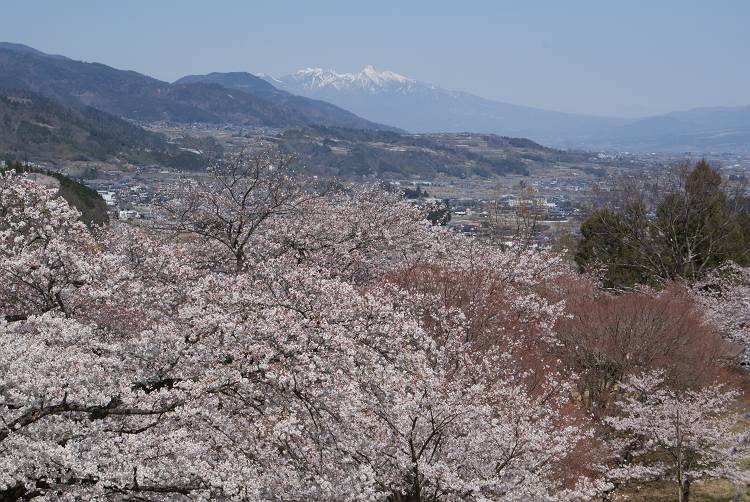 桜・サクラ・さくら咲く～♪_b0019567_11350100.jpg