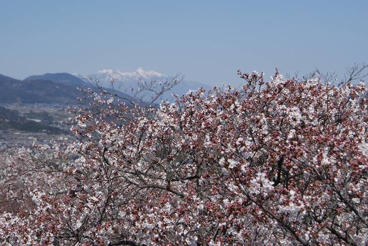 桜・サクラ・さくら咲く～♪_b0019567_1142912.jpg