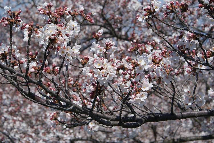 桜・サクラ・さくら咲く～♪_b0019567_1144968.jpg