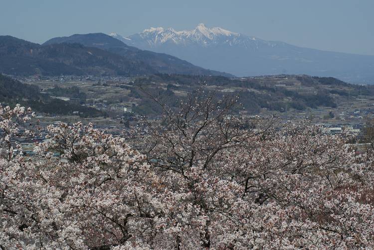 桜・サクラ・さくら咲く～♪_b0019567_1152462.jpg