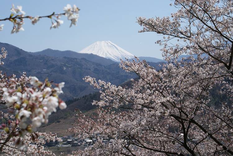 桜・サクラ・さくら咲く～♪_b0019567_1162478.jpg