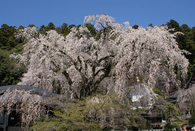 桜・サクラ・さくら咲く～♪_b0019567_1224051.jpg