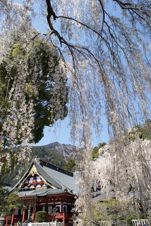 桜・サクラ・さくら咲く～♪_b0019567_1233321.jpg