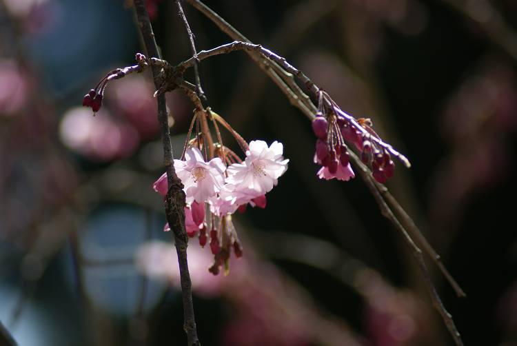 桜・サクラ・さくら咲く～♪_b0019567_1241022.jpg