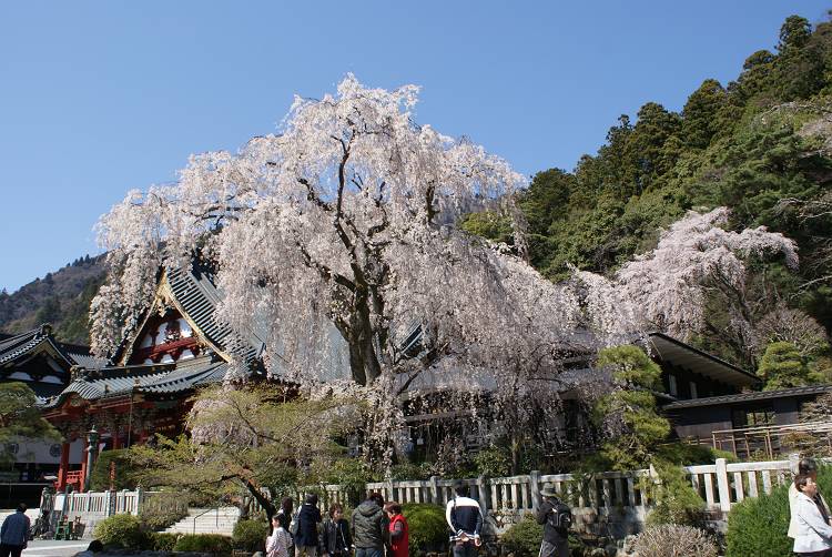 桜・サクラ・さくら咲く～♪_b0019567_1255113.jpg