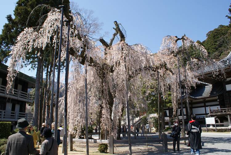 桜・サクラ・さくら咲く～♪_b0019567_125577.jpg