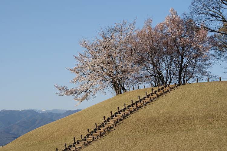 桜・サクラ・さくら咲く～♪_b0019567_1273147.jpg