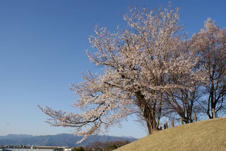 桜・サクラ・さくら咲く～♪_b0019567_127335.jpg