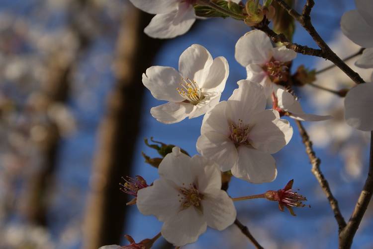 桜・サクラ・さくら咲く～♪_b0019567_127572.jpg