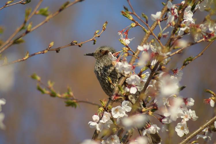 桜・サクラ・さくら咲く～♪_b0019567_1282889.jpg