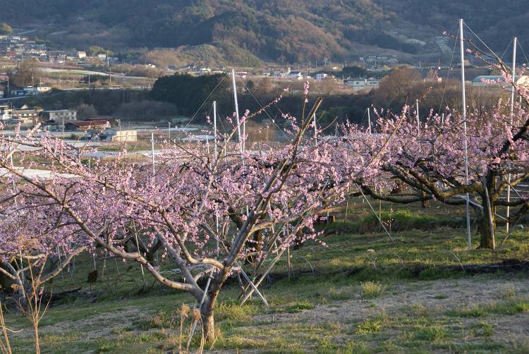 桜・サクラ・さくら咲く～♪_b0019567_1285924.jpg