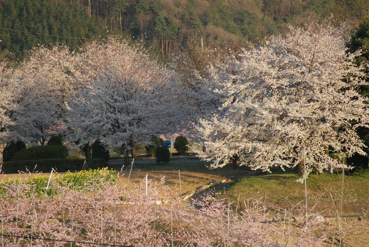 桜・サクラ・さくら咲く～♪_b0019567_1295016.jpg