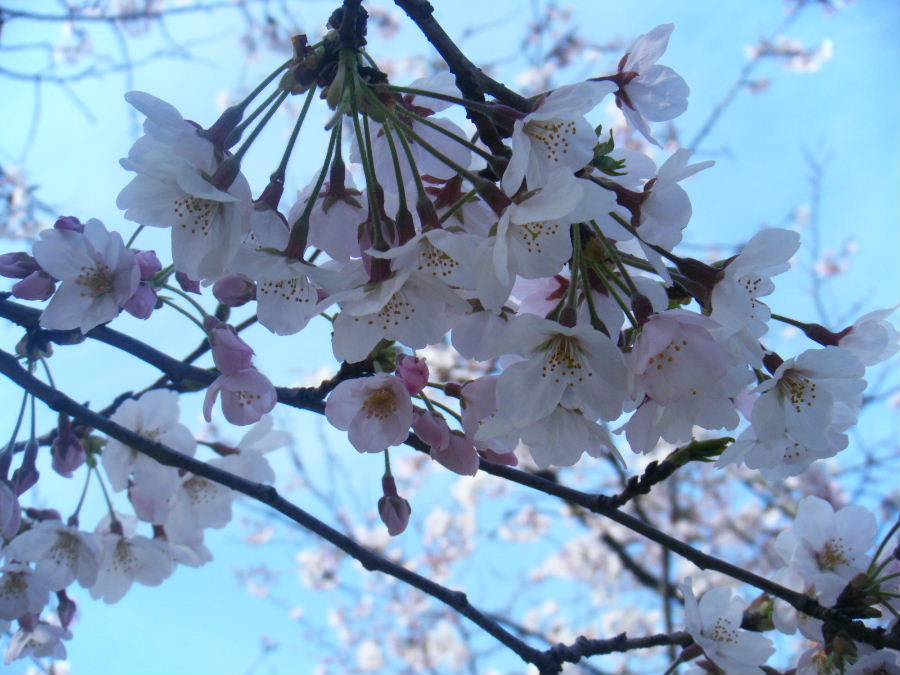 桜の花便り_d0073968_18883.jpg