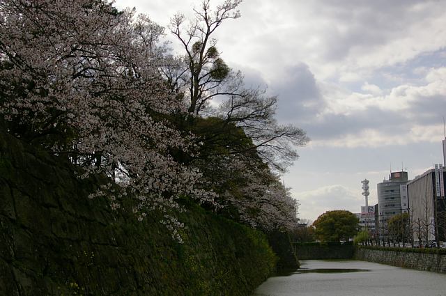 和歌山城　桜_a0056769_122510.jpg