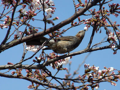 桜の形見・一輪草_f0086169_17575848.jpg