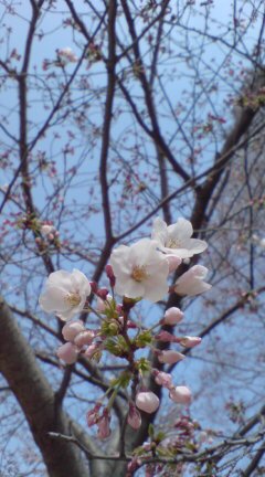 桜の写真_c0082370_20525171.jpg