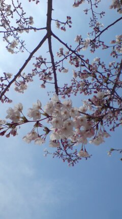 桜の写真_c0082370_20531491.jpg