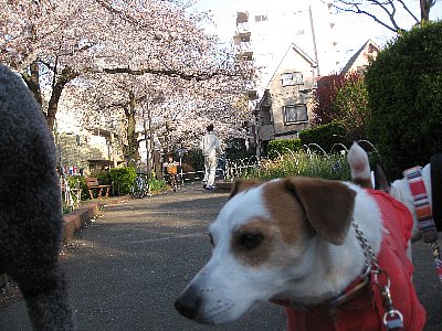 桜満開_b0053973_111167.jpg