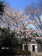 この春、桜カメラマンになる。_b0141773_1517545.jpg