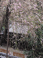 この春、桜カメラマンになる。_b0141773_1523462.jpg