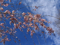 この春、桜カメラマンになる。_b0141773_15255956.jpg