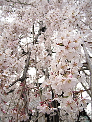 この春、桜カメラマンになる。_b0141773_15285657.jpg