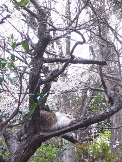 この春、桜カメラマンになる。_b0141773_15313713.jpg