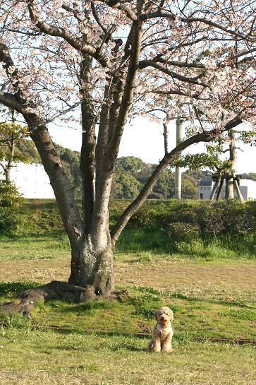 今日も桜散歩_d0080673_02919.jpg