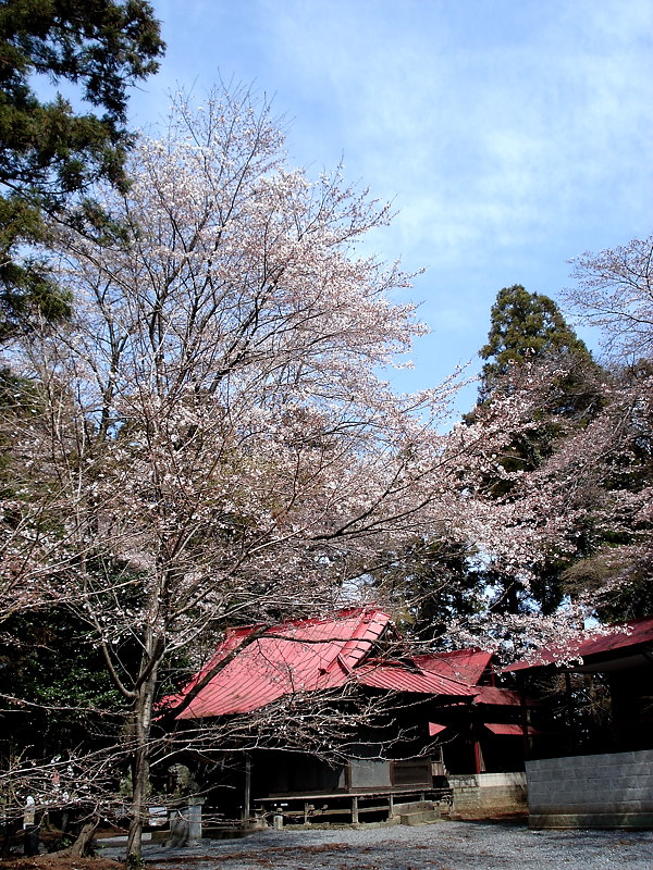 桜ライド_d0137876_18264225.jpg