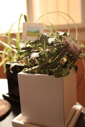 c0174077_1531619.jpg