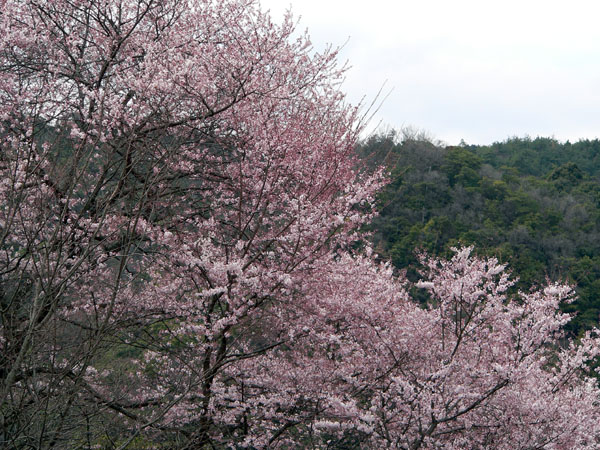 箕面の桜_e0056880_11302381.jpg