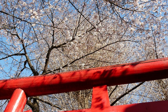 正一位久保稲荷神社の桜_f0201084_8112339.jpg