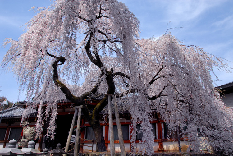 奈良一番桜_e0169286_231532.jpg