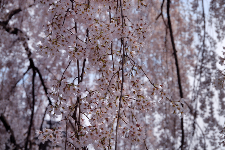 奈良一番桜_e0169286_2318183.jpg