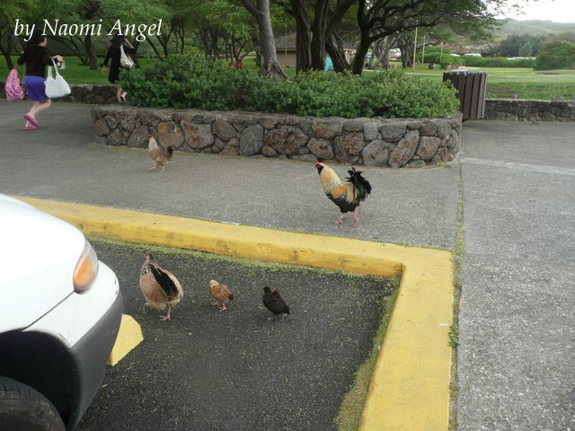 God of Hawaii vol.5 - ハワイの神様 vol.5 -_f0186787_13402741.jpg