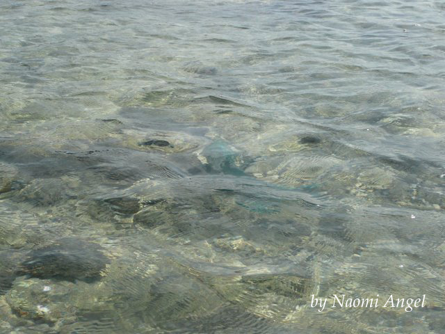 God of Hawaii vol.5 - ハワイの神様 vol.5 -_f0186787_1346495.jpg