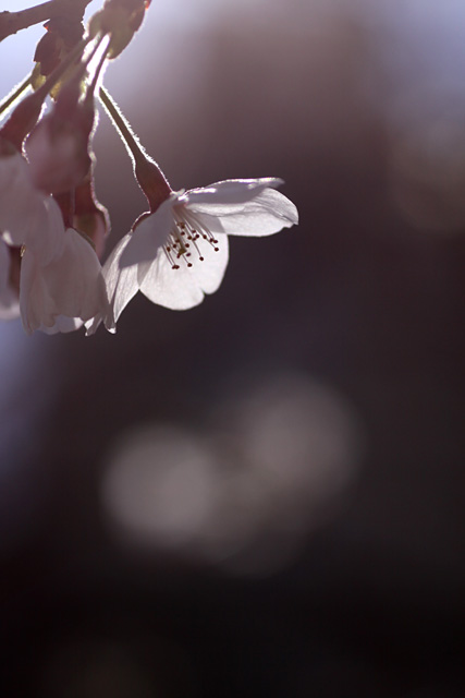 桜色の夢　2009-9　　　- My favorite -_b0067789_2236816.jpg