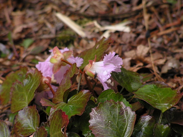 六甲高山植物園（２）_c0009190_2217246.jpg