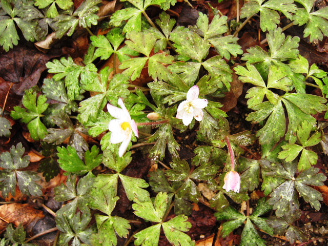 六甲高山植物園（２）_c0009190_2234776.jpg