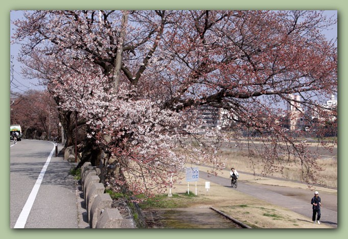 金沢 桜 スポット1_f0079990_10332412.jpg