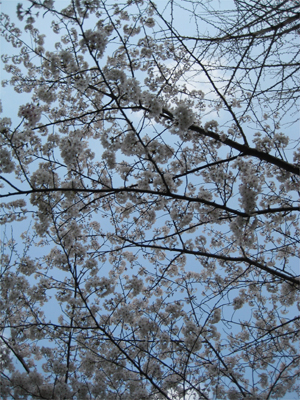 新年度　浜松城公園の桜_a0101591_0591749.jpg