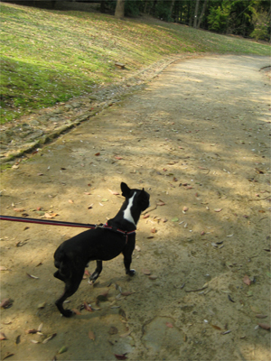 新年度　浜松城公園の桜_a0101591_10179.jpg